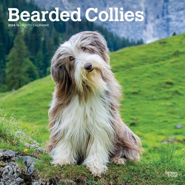 Bearded Collies Calendar 2024