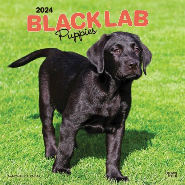 Black Lab Puppies Calendar 2024