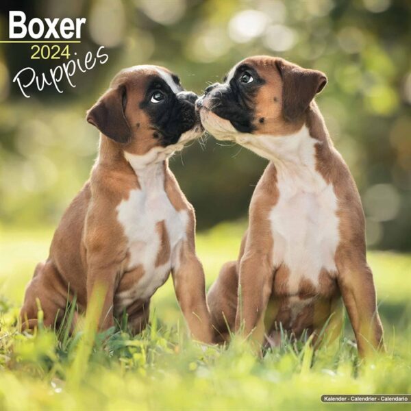 Boxer Puppies Calendar 2024