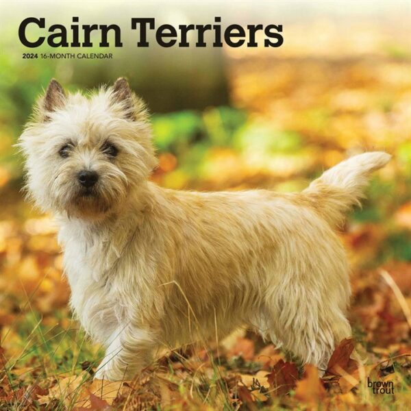 Cairn Terriers Calendar 2024