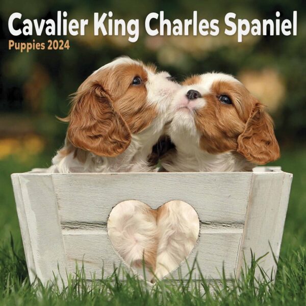 Cavalier King Charles Spaniel Puppies Mini Calendar 2024
