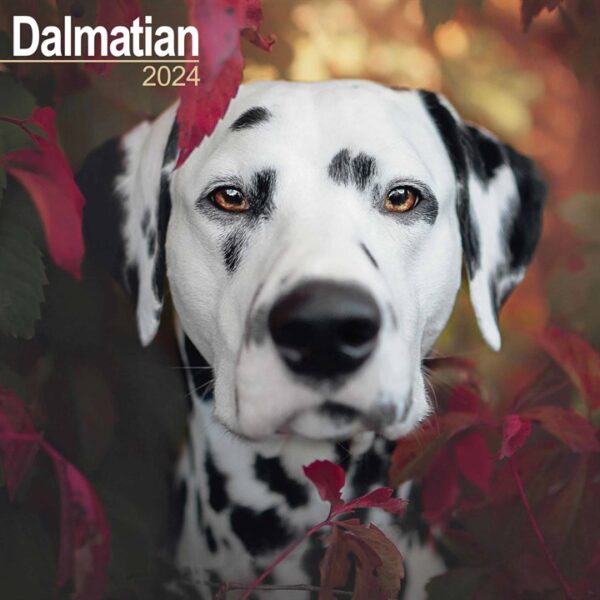 Dalmatian Calendar 2024