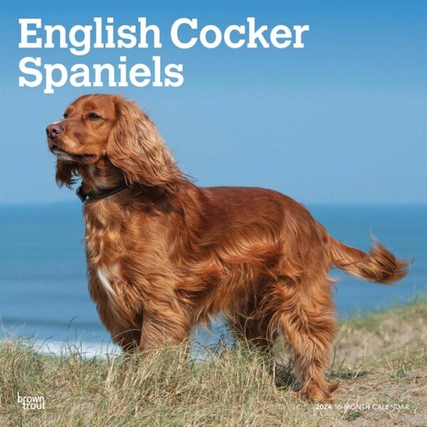 English Cocker Spaniels Calendar 2024