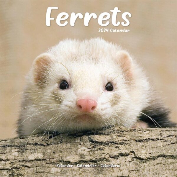 Ferrets Calendar 2024