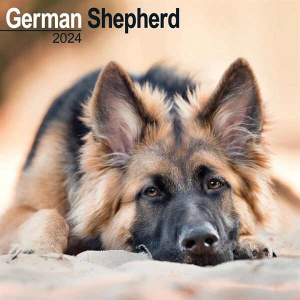 German Shepherd Calendar 2024
