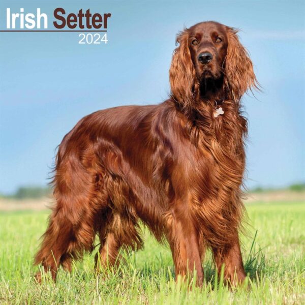 Irish Setter Calendar 2024