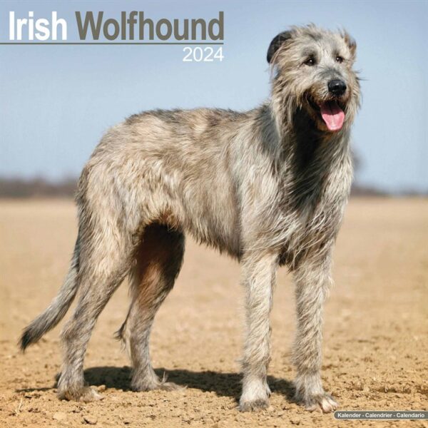 Irish Wolfhound Calendar 2024