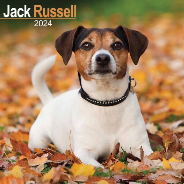Jack Russell Calendar 2024