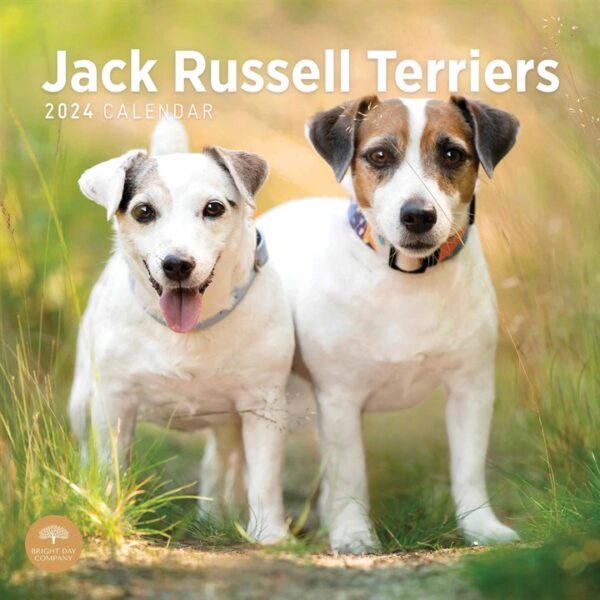 Jack Russell Terriers Calendar 2024
