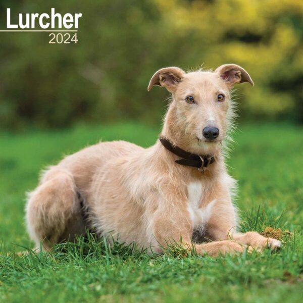 Lurcher Calendar 2024