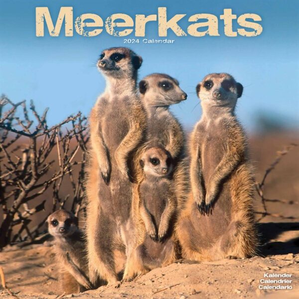 Meerkats Calendar 2024