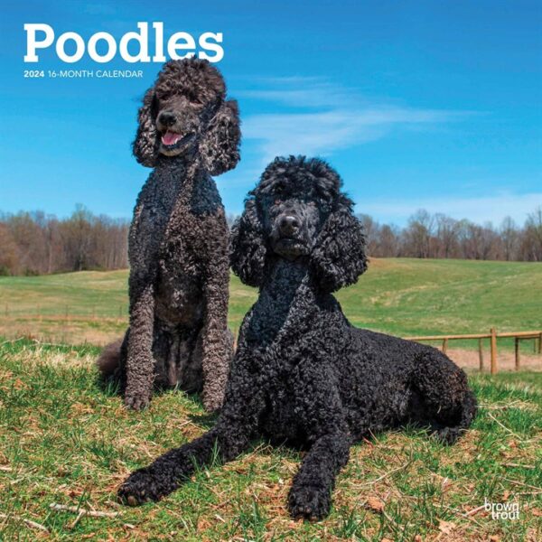 Poodles Calendar 2024