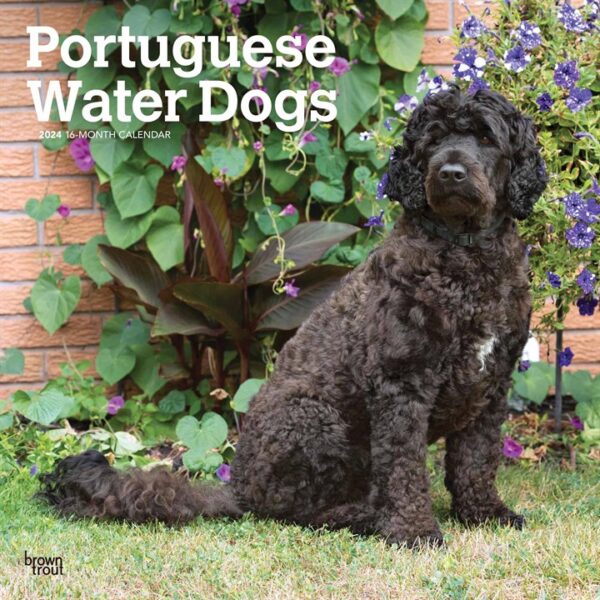 Portuguese Water Dogs Calendar 2024