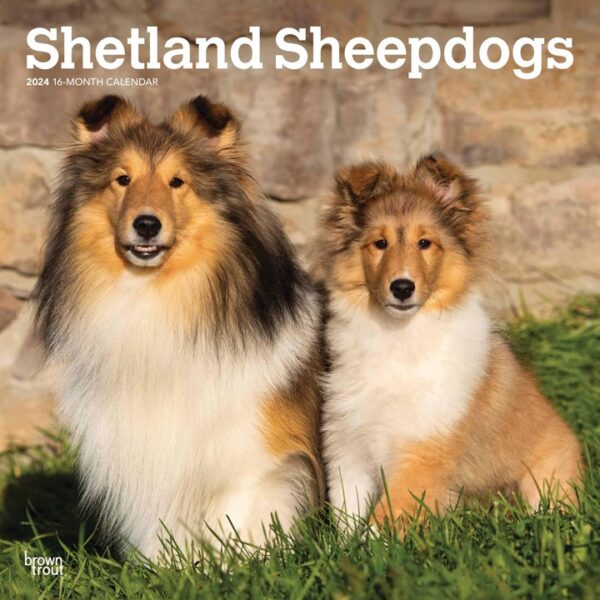 Shetland Sheepdogs Calendar 2024
