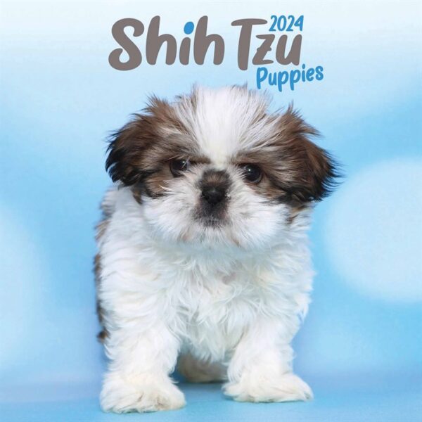 Shih Tzu Puppies Mini Calendar 2024