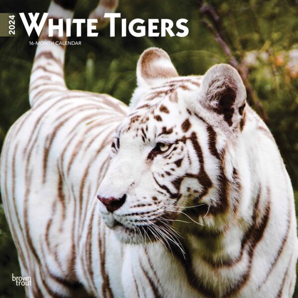 White Tigers Calendar 2024