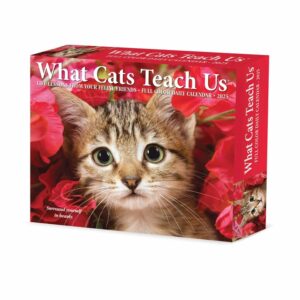 What Cats Teach Us Desk Calendar 2025